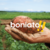 Batata Boniato (kilo)