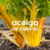 Acelga de Colores (atado)