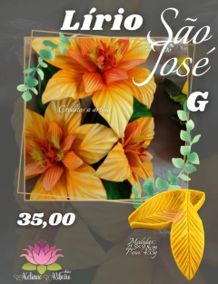 LÍRIO SÃO JOSÉ G