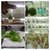 Curso de Clonagem de Plantas e Semeadura