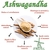 ASHWAGANDHA EN POLVO - comprar online