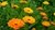 Imagen de DESODORANTE NATURAL CON CALENDULA