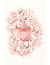 Women's Secret Eau My Secret Edt 100 Ml - comprar online