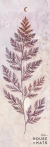 DAYLIGHT FERN BY ULA BASINSKA