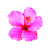 Estampa Flor china rosa