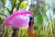 Fumaça Colorida Bastão Violeta