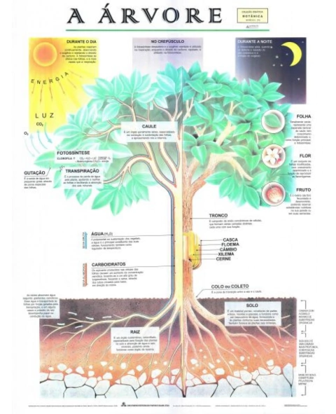 Mapa Laminado A Árvore R.076-07