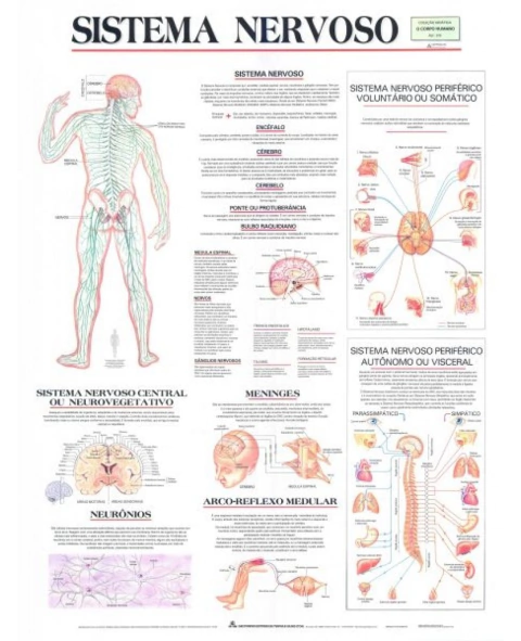 Mapa Laminado Sistema Nervoso R.016-07