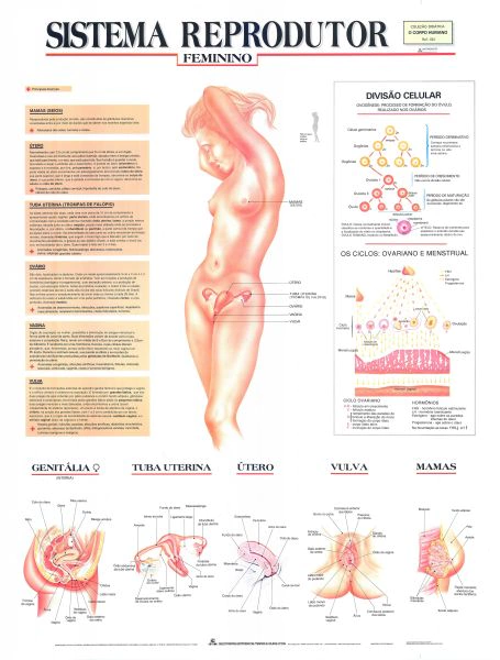 Mapa Laminado Sistema Reprodutor Feminino R.024-07