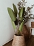 Planta Ravenala - 2 medidas - tienda online