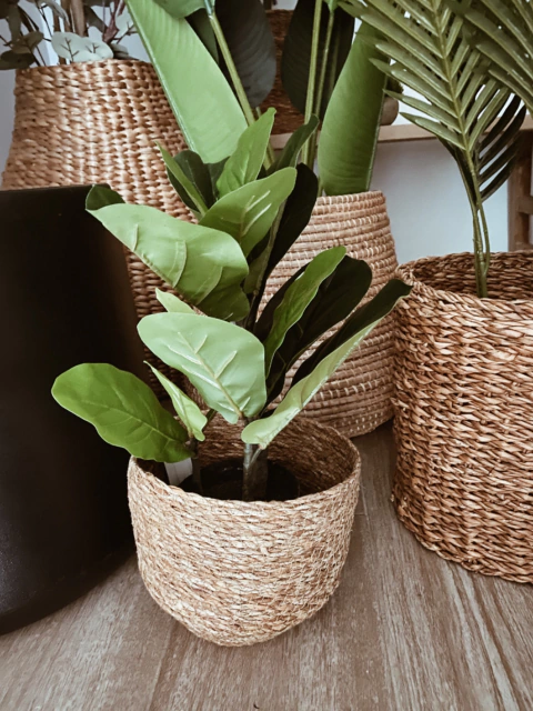 Planta Ficus Pandurata - 0,45m