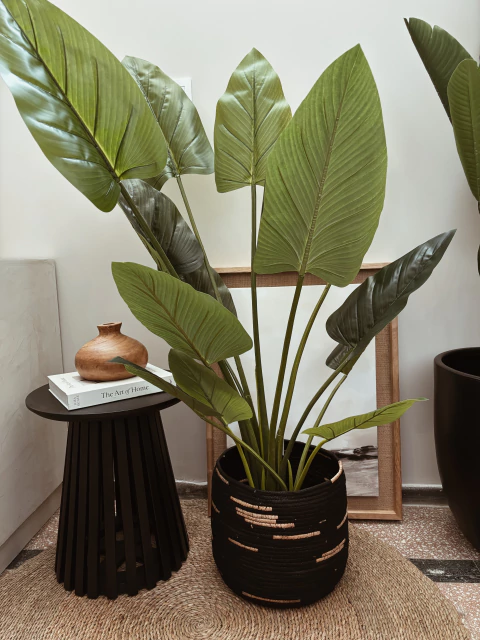 Planta Imperial Green - 1,45m - comprar online