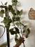 Vara Gingko Claudia Adorno - comprar online
