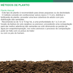 Capim Elefante Híbrido Paraíso Matsuda - 8 Kg - Campo Online | Produtos para agricultura e pecuária