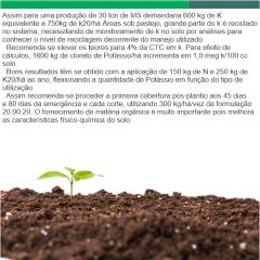 Capim Elefante Híbrido Paraíso Matsuda - 8 Kg