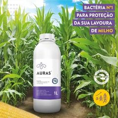 Auras Campo 1L - Bactéria Embrapa - comprar online