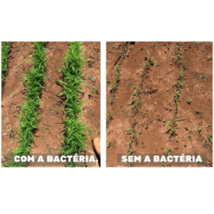 Auras 1 Litro ( 12 Unidades) Condições especiais para lavouras acima de 150 Hectares. na internet