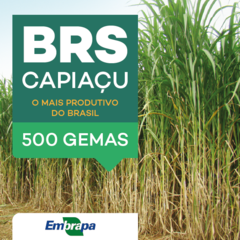 500 GEMAS DE BRS CAPIAÇU PARA PRODUÇÃO DE MUDAS E FOLDER DA EMBRAPA (PRODUTO ORIGINAL) - comprar online