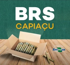 500 GEMAS DE BRS CAPIAÇU PARA PRODUÇÃO DE MUDAS E FOLDER DA EMBRAPA (PRODUTO ORIGINAL) - comprar online