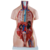 Torso suprior 85 cm + órganos desarmables 40 piezas. Incluye útero + feto en internet
