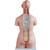 Torso suprior 85 cm + órganos desarmables 40 piezas. Incluye útero + feto - comprar online