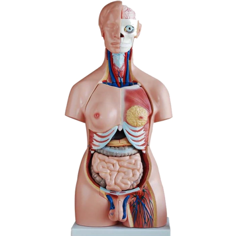 Torso suprior 85 cm + órganos desarmables 40 piezas. Incluye útero + feto