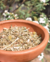 Tisana N°21 Prostata 100gr - comprar online