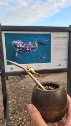 Bombilla Ballena Franca Austral en internet