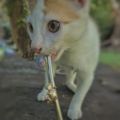 Collar Gatito - Cony Werk Joyeria