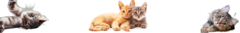 Banner de la categoría Gato