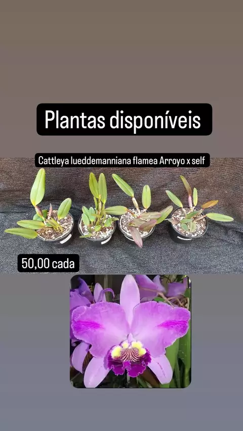Cattleya lueddemanniana flamea Arroyo x self