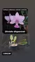 Cattleya walkeriana vinicolor vertentes
