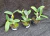 Cattleya Nobilior Campo Grande x Donato 03 - comprar online