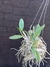 Cattleya walkeriana coerulea Gilda Maria x coerulea Patrícia - comprar online