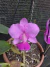 Cattleya walkeriana tipo (Raquel x Ivanoé)x Rayane - comprar online