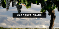 Banner de la categoría Cabernet Franc