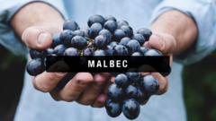 Banner de la categoría Malbec