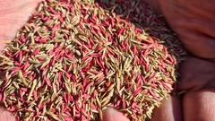 SEMILLA FESTUCA BELFINE/ REIGRAS PRANA X 1KG 50/50