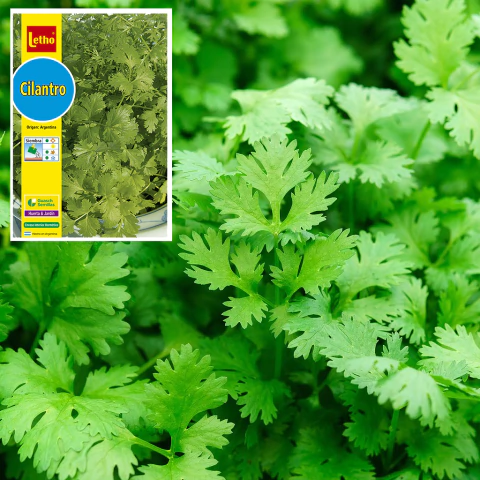 SOBRE DE SEMILLAS DE CILANTRO - comprar online
