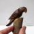 loro wichi - comprar online
