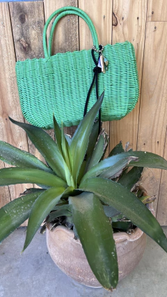 Canasto Cancún en internet