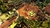 jogo Jagged Alliance Rage Xbox One original - comprar online