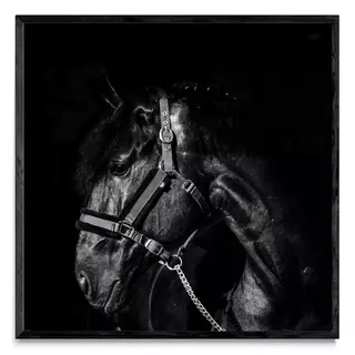 Lusitano, Fotografía, Adriana Regueiro - comprar online