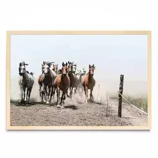 La Tropilla, Fotografía, Adriana Regueiro - comprar online
