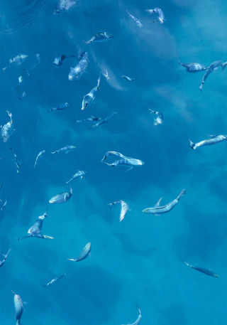 Blue A, Fotografía, Chiara Salerno Mey - comprar online