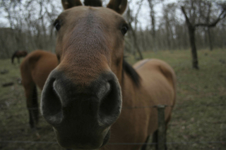 Fotografía Caballo, Juan Pavlovsky