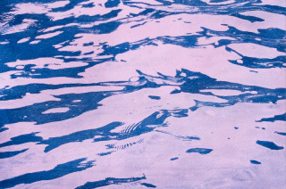 Agua de rosas, Print de Cianotipia, Clara Z - comprar online