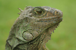 Fotografía Iguana, Juan Pavlovsky