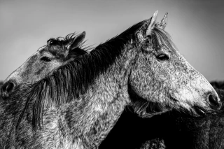 Alma Gemela, Fotografía, Adriana Regueiro - comprar online