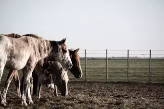 Atardecer Campestre, Fotografía, Adriana Regueiro - comprar online